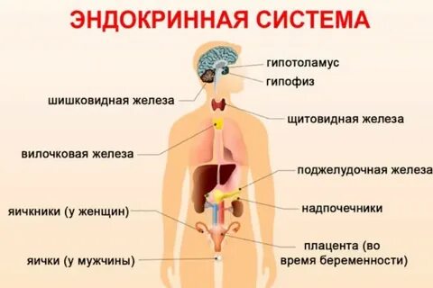 Где находится внутренняя секреция
