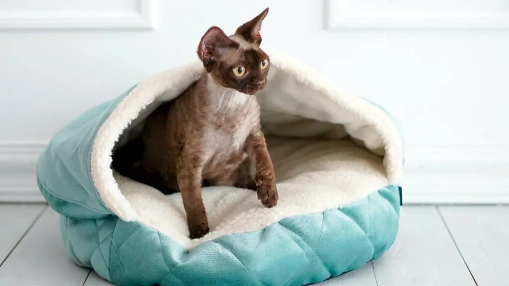 Как приучить котенка к лежанке