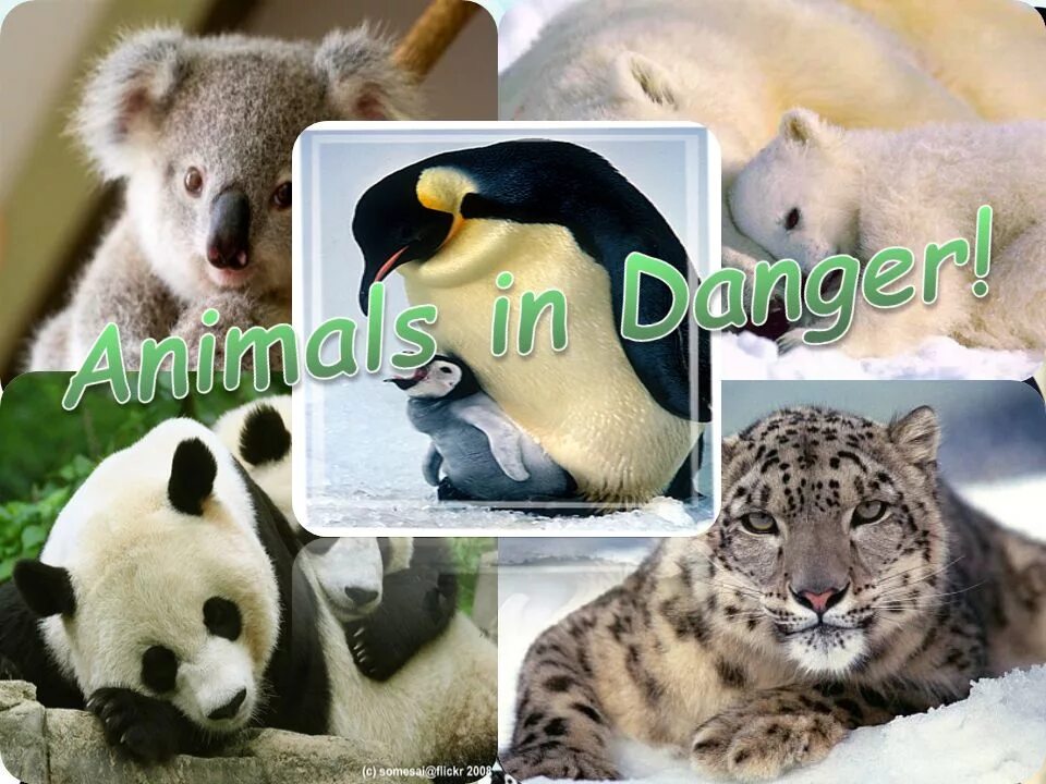 Animals in danger at present