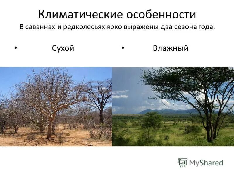 около половины материка занимают саванны и редколесья