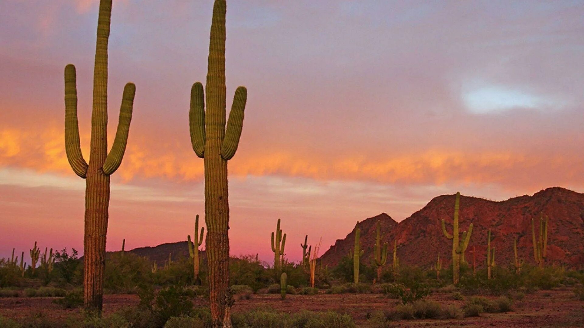 Расти свободными. Аризона кактусы. Кактус карнегия гигантская Сагуаро. Кактус цереус гигантский. Пустыня Сонора Аризона.