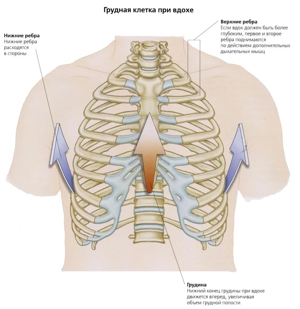 При вдохе болят ребра спереди. Область грудной клетки человека. Что посередине грудной клетки. Верхняя часть грудной клетки.