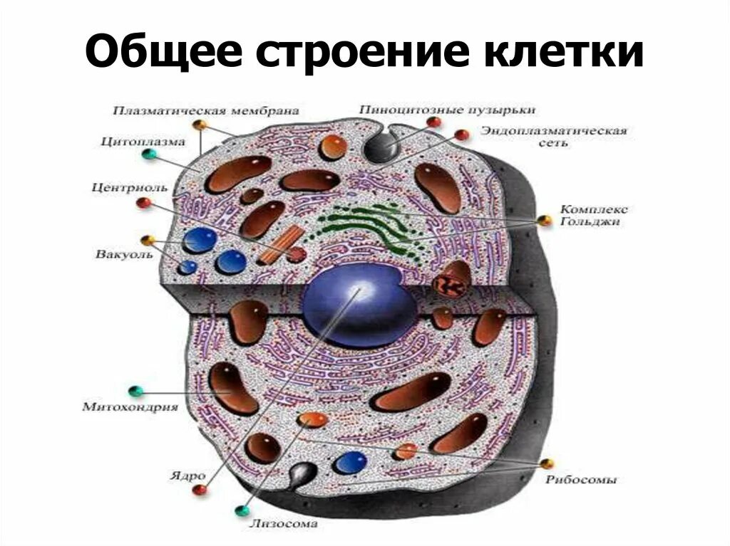 Клетка человека изображение