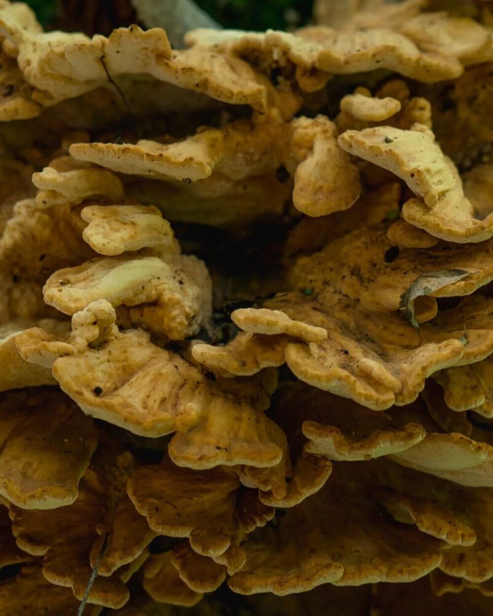 Китайский древесный гриб. Млечный древесный гриб. Грибница древесных грибов. Древесные грибы китайские. Японский древесный гриб.