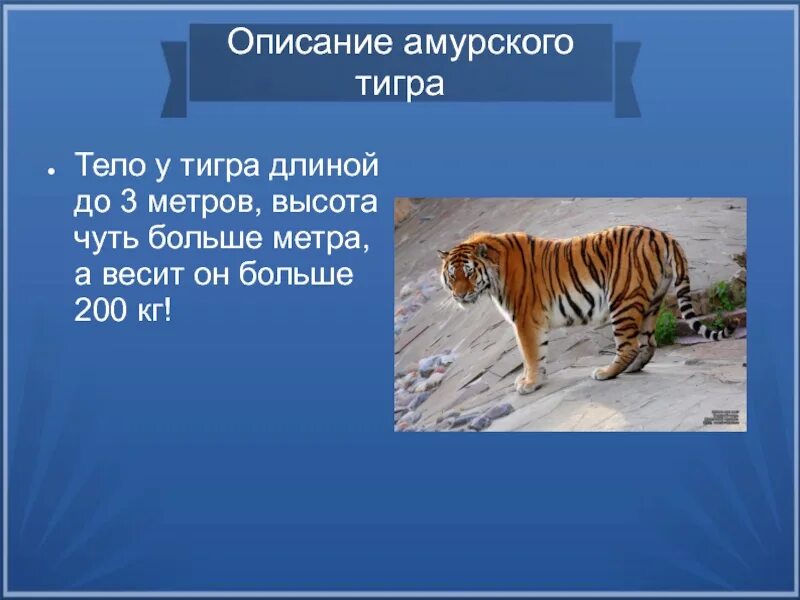 Тигр где находится история 5 класс. Рассказ про Амурского тигра. Рассказ при Амурского Тигоа. Описание Амурского тигра. Описание лемурского тигра.