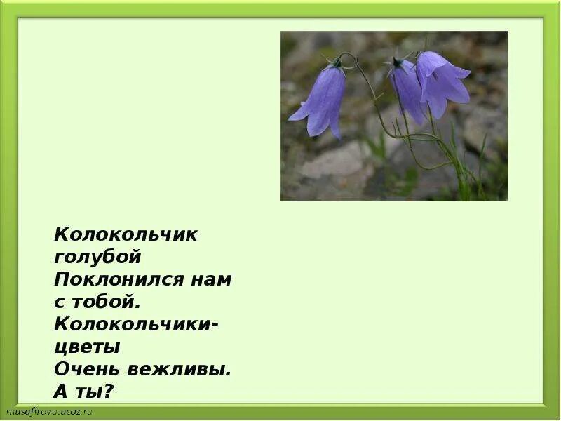 Как пишется слово кланяться. . Серовой «колокольчик голубой…». История цветка колокольчика. Вопросы про колокольчик. Колокольчик голубой поклонился нам с тобой колокольчики цветы очень.