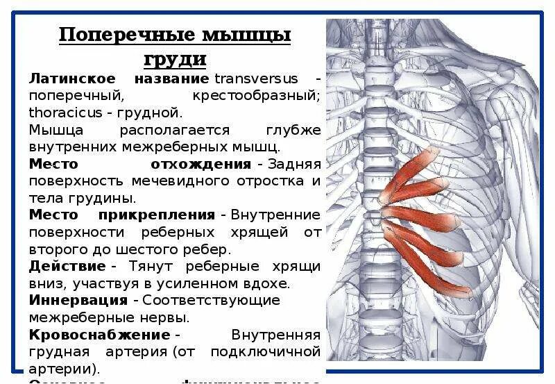 Невралгия ребра спереди. Межрёберная невралгия спереди ребра. Невралгия межреберных мышц. Межреберная невралгия симптомы. Межреберная невралгия лечение в домашних условиях слева