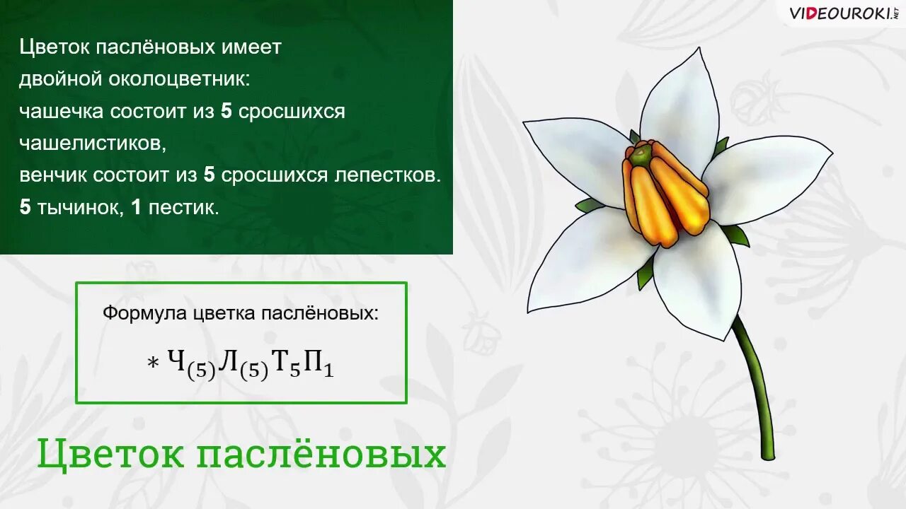 Сростнолепестный околоцветник. Мотыльковый тип цветка. Раздельнолепестный венчик. Тычинки нарцисса. Строение околоцветника бобовых.