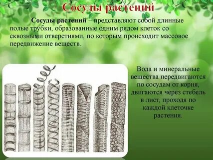 Клетки спутницы мертвые
