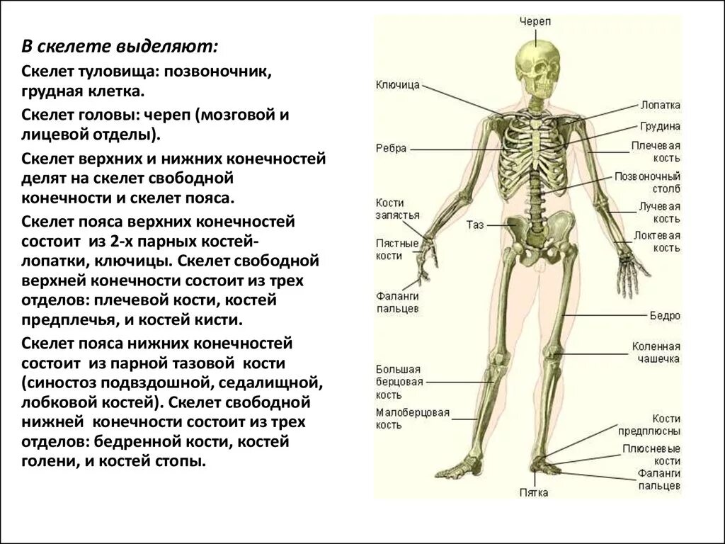 Скелет туловища скелет конечностей. Скелет туловища и верхних конечностей. Отделы скелета туловища туловища конечности пояса-конечностей. Возрастная анатомия и физиология скелета головы и туловища.. Запястье голень и позвоночник