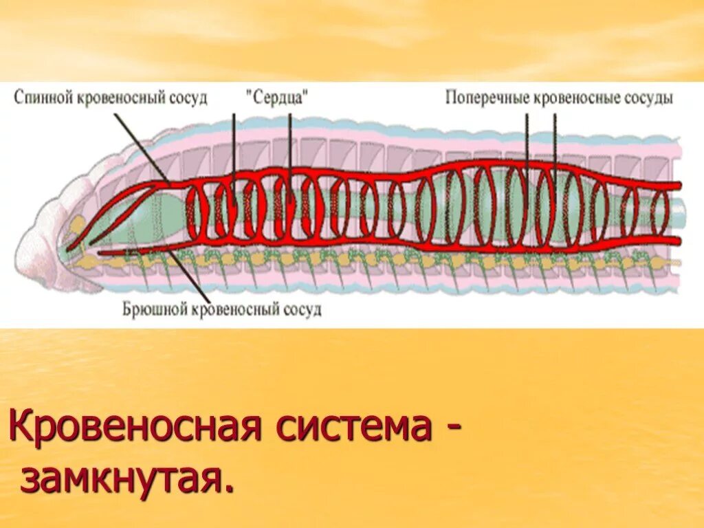 У каких беспозвоночных животных замкнутая кровеносная система. Кровеносная система кольчатых червей 7 класс биология. Кольчатые черви пиявки строение. Кровеносная система червя. Дыхательная система кольчатых червей 7 класс.