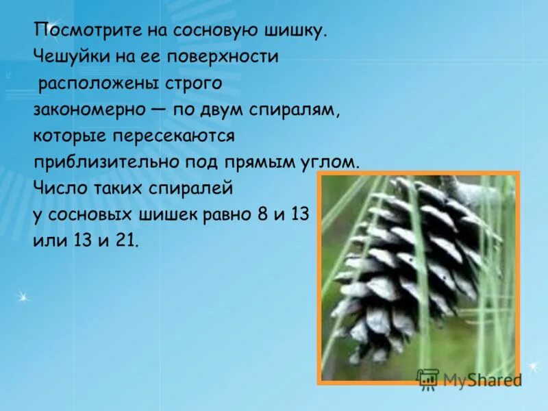 лиственница европейская расположение хвоинок. шишка сосны форма чешуек плотность. шишки голосеменных. сосна обыкновенная размер шишки и форма чешуек. рассмотрите форму и окраску шишек заполните таблицу.