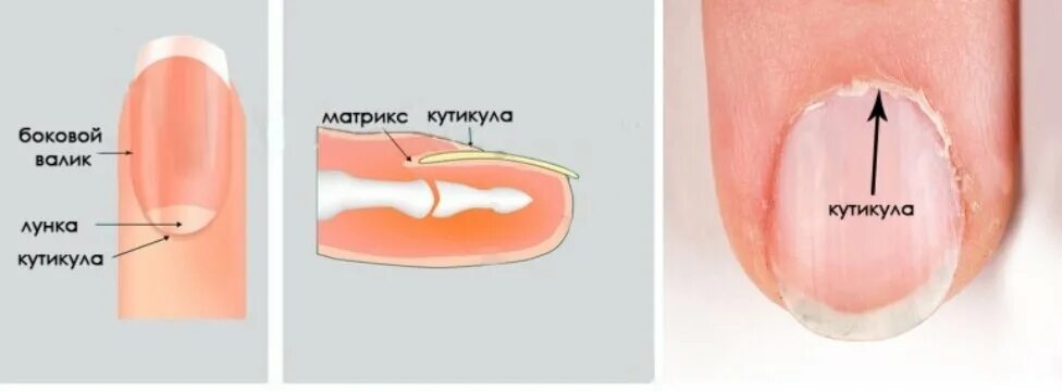 Как называется кожа под ногтем которая отрастает