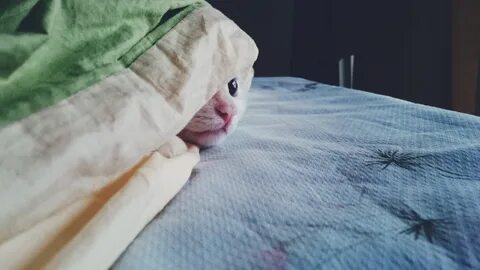 Кошка любит под одеялом