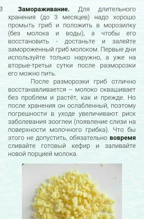 Молочный гриб как ухаживать и употреблять. Молочный гриб. характеристика молочного гриба. молочный гриб противопоказания. тибетский гриб молочный чем полезен.