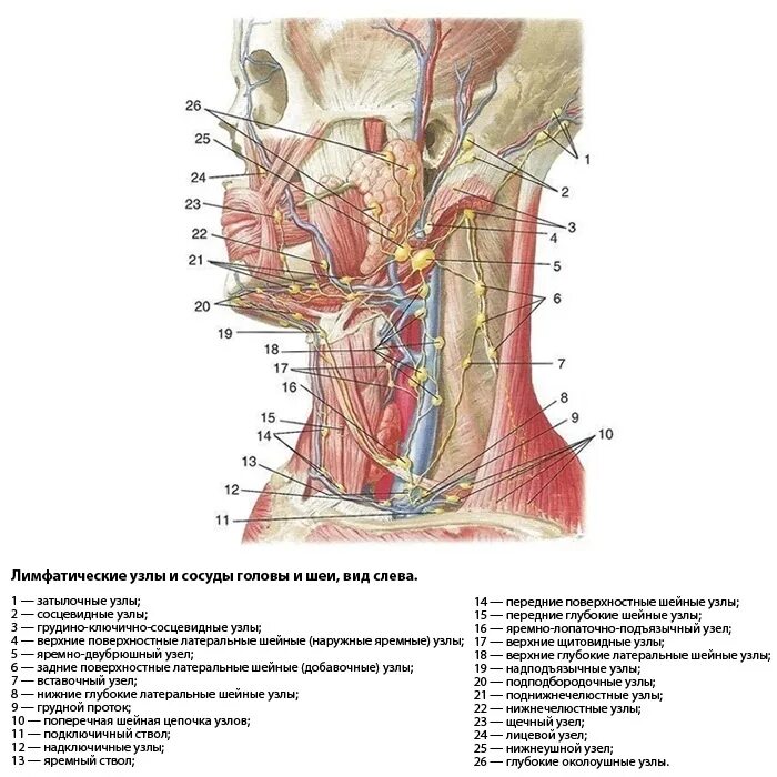 Лимфоузлы слева в паху. Лимфоузлы шеи схема вид спереди. Шейные яремные лимфоузлы. Латеральные лимфатические узлы шеи. Анатомия шеи человека лимфоузлы.