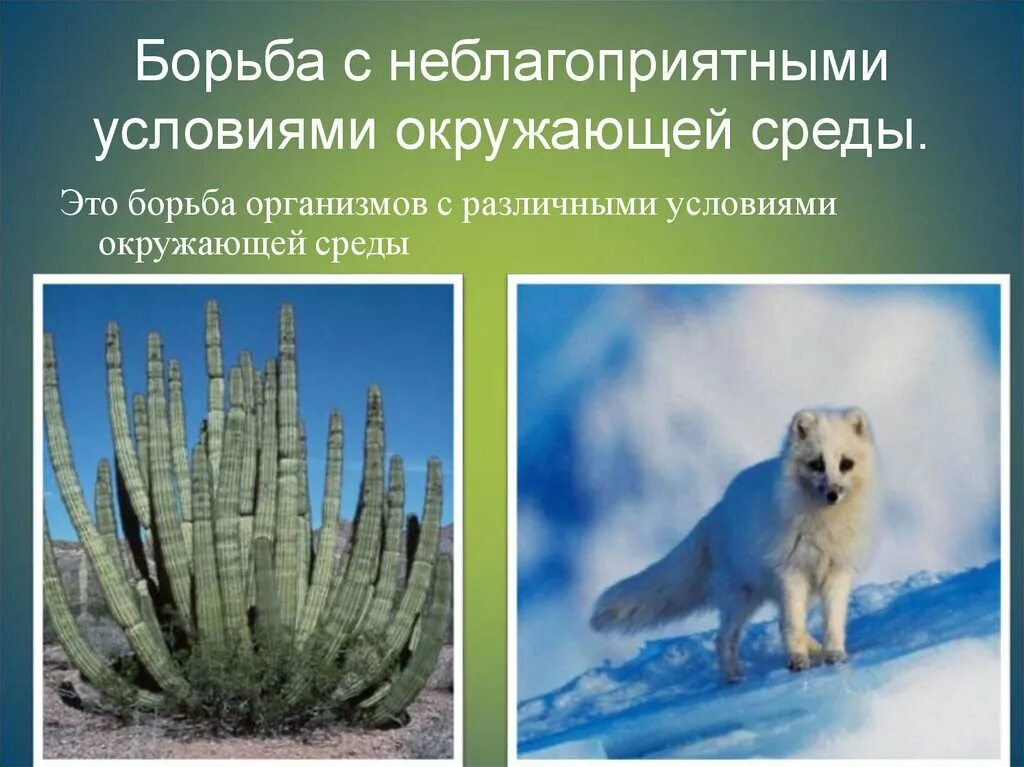Растения благоприятные для животных. Борьба с неблагоприятными условиями. борьба с неблагоприятными условиями окружающей среды. неблагоприятные условия среды. в природе борьба с неблагоприятными условиями.