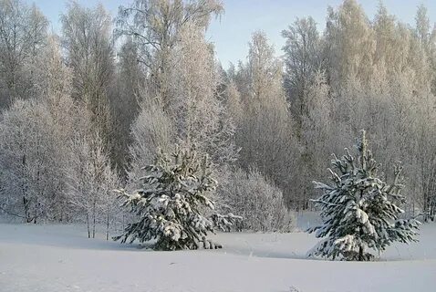 Иней серебрить