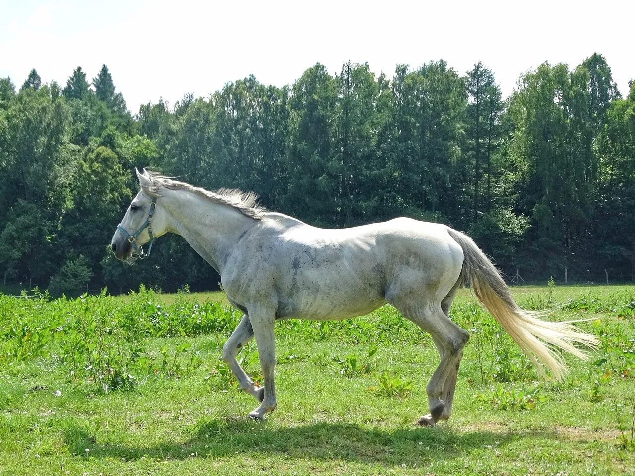 0 horses. Белый конь. Беспородная лошадь. Беспород на я лошадь. Лесная лошадь.