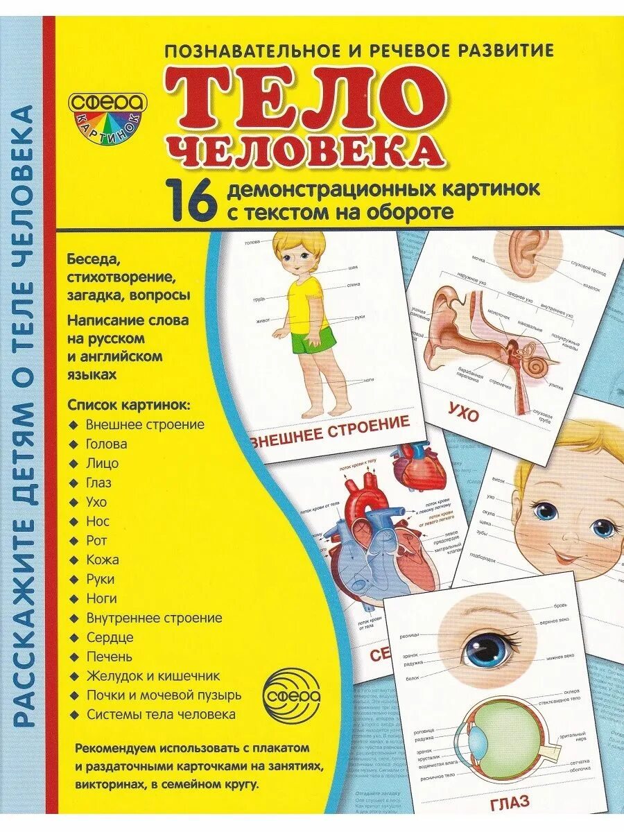 Наглядное пособие человек. Раздаточные карточки тело человека. демонстрационные карточки части тела. демонстрационный материал части тела. познавательное речевое.