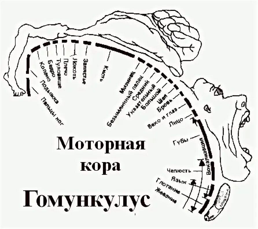 Гомункулус интерпретация. Кора головного мозга гомункулус. проективная методика гомункулус. гомункулус рисунок. проектмвная методика гомун.