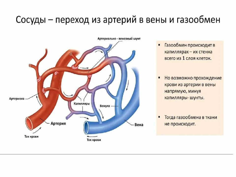 Кровеносные сосуды в которых осуществляется газообмен. Строение вены и артерии схема. кровеносные сосуды вена артерия капилляр. сосуды вены артерии венулы. артерии вены капилляры схема.