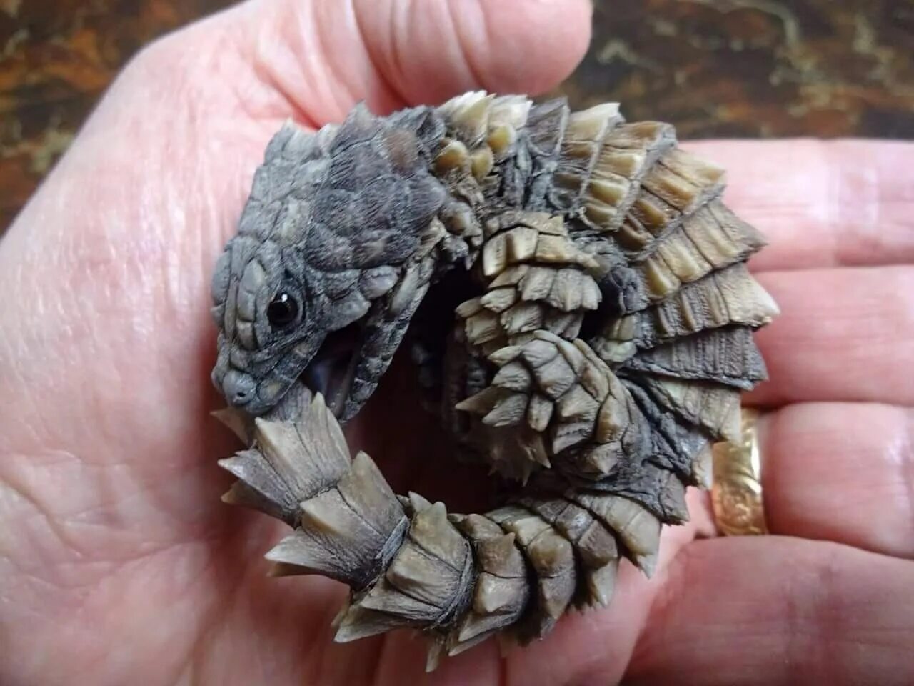 Мини дракончик