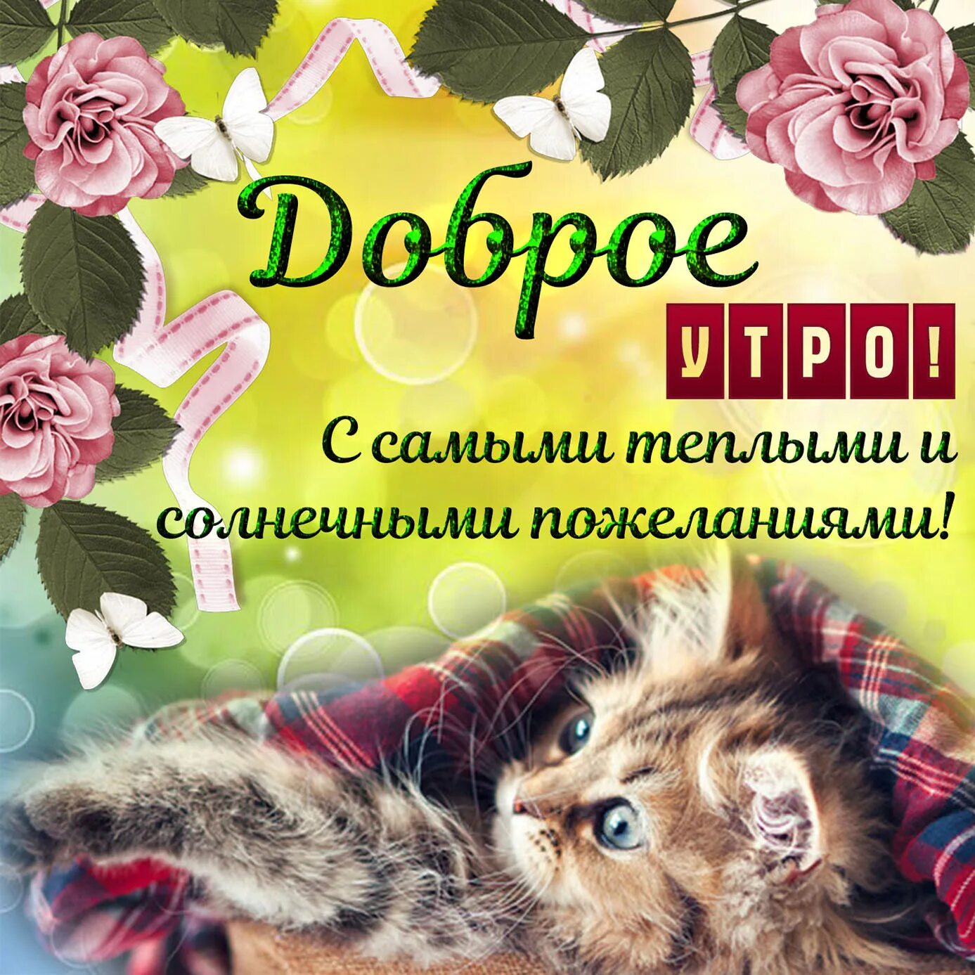 Добро утро хорошего дня с котиками