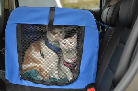 My cat in the car