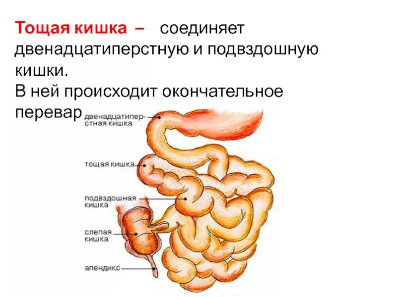 Двенадцатиперстная тощая подвздошная кишка. Строение тонкого кишечника тощая подвздошная. Подвздошная кишка анатомия строение. Тонкая кишка отделы подвздошная. 12 Перстная тощая и подвздошная кишка.