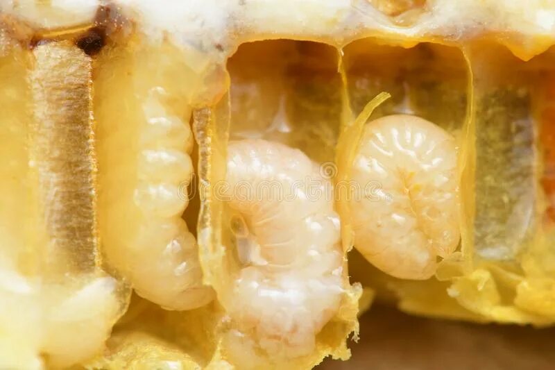 Червеобразные личинки пчелы. Личинка трутня пчелы. Трутневый гомогенат трутневое молочко - улей - улей. Куколка пчелы
