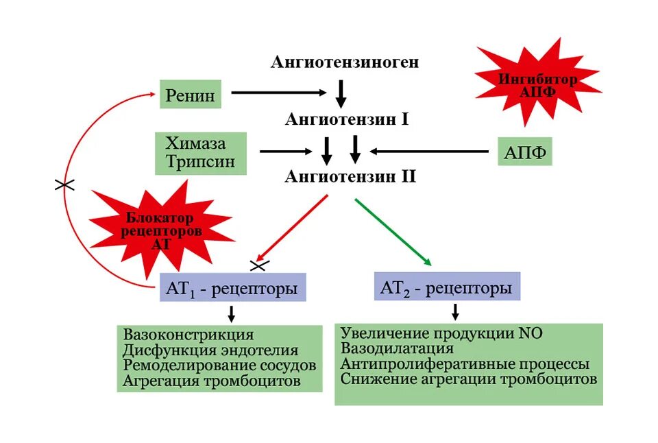 Ингибиторы рецепторов ангиотензина 2 механизм действия. Антагонисты рецепторов ангиотензина 2 механизм действия. Блокаторы рецепторов ангиотензина 2 механизм действия. Механизм блокаторов ангиотензина 2. Гипотензивные ингибиторы апф