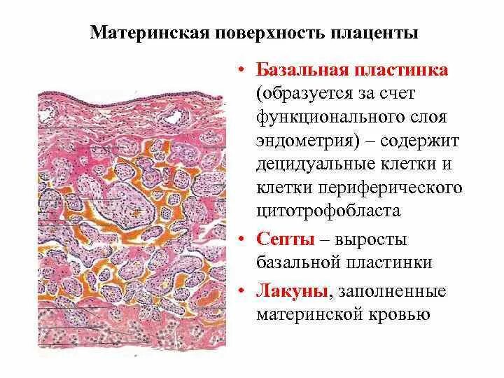 Строение материнской части плаценты гистология. Материнская часть плаценты гистология препарат. Плодные оболочки строение гистология. Лакуны плаценты гистология.