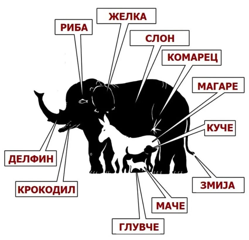 Тесты животные картинки. Сколько животных на картинке. Сколько животных вы видите на картинке. Сколько животных ты видишь на картинке. Сколько зверей на картинке.