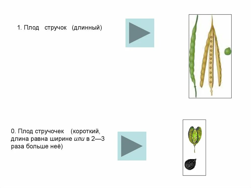 Стручочек. Плод стручок и стручочек. Плод стручок или стручочек характерен для растений из семейства. Плод стручок характерен для растений семейства. Стручочек плод примеры растений.