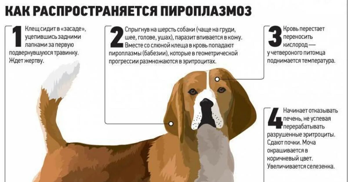 Что дать щенку от клещей