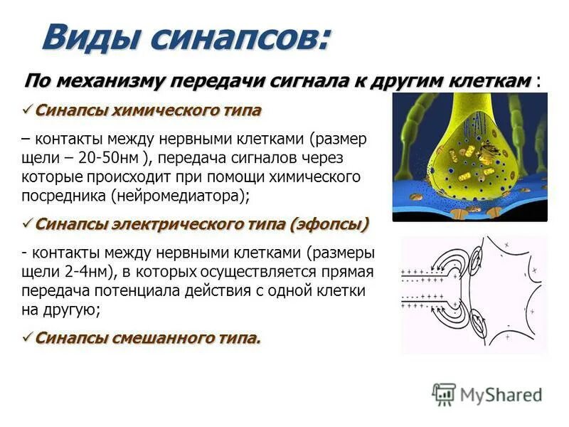 Синаптическая везикула. Классификация синапсов по способу передачи сигнала. Передача сигнала через синапс. Механизм передачи сигнала в химическом синапсе. Передача сигнала через синапс.