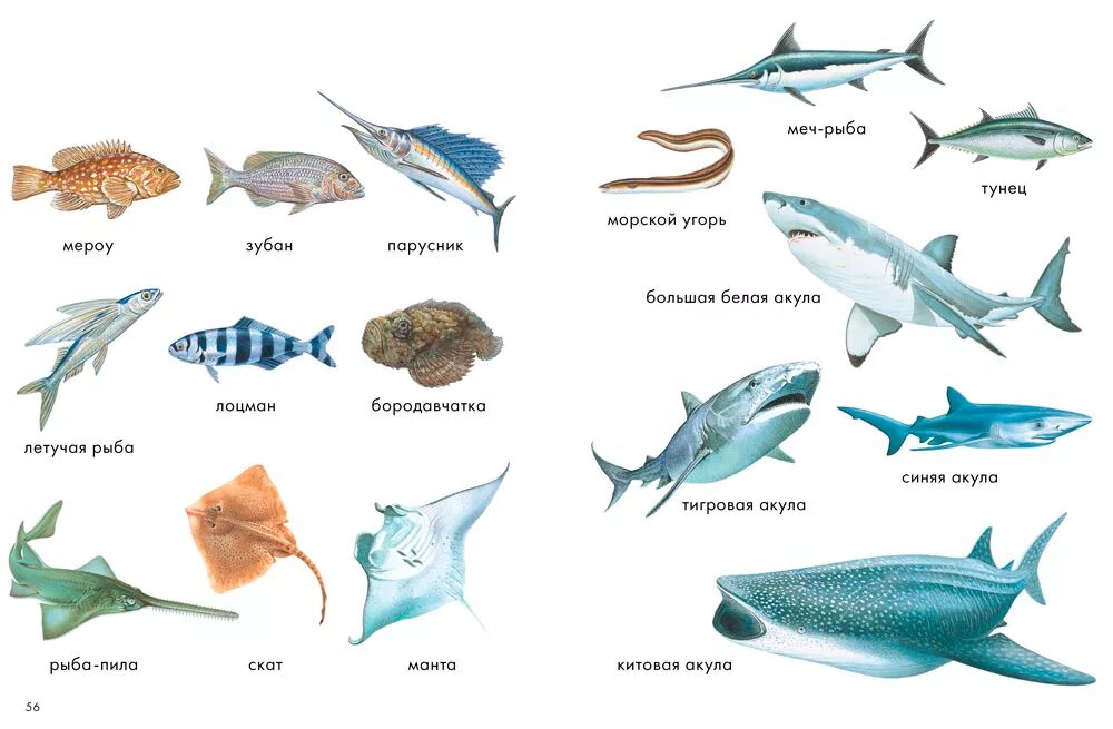 Промысловые рыбы Баренцева моря. Рыбы Пресноводные и морские для детей. Морские и речные обитатели. Морские рыбки. Типы рыб названия