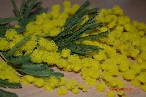 Подарю мимозу маме