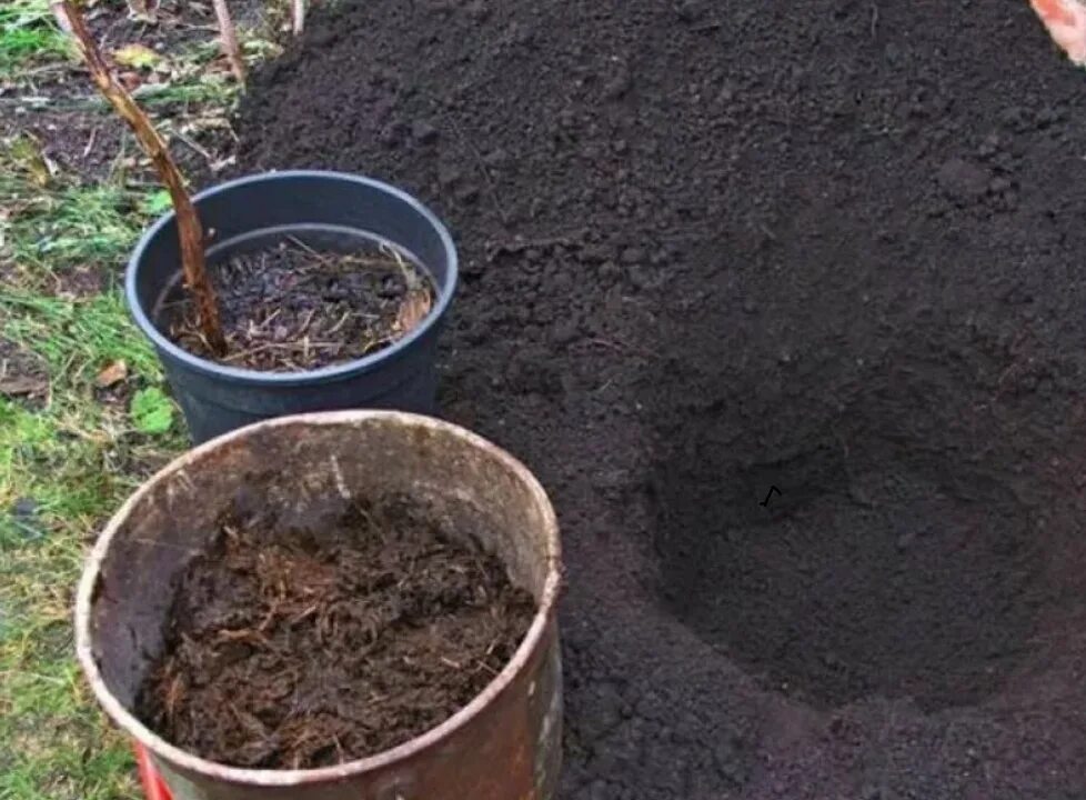 Посадка ежевики весной в открытый грунт саженцами. Грунт для саженцев. Перегной для посадки. Посадочная яма для малины. Ёмкость для посадки маоины.