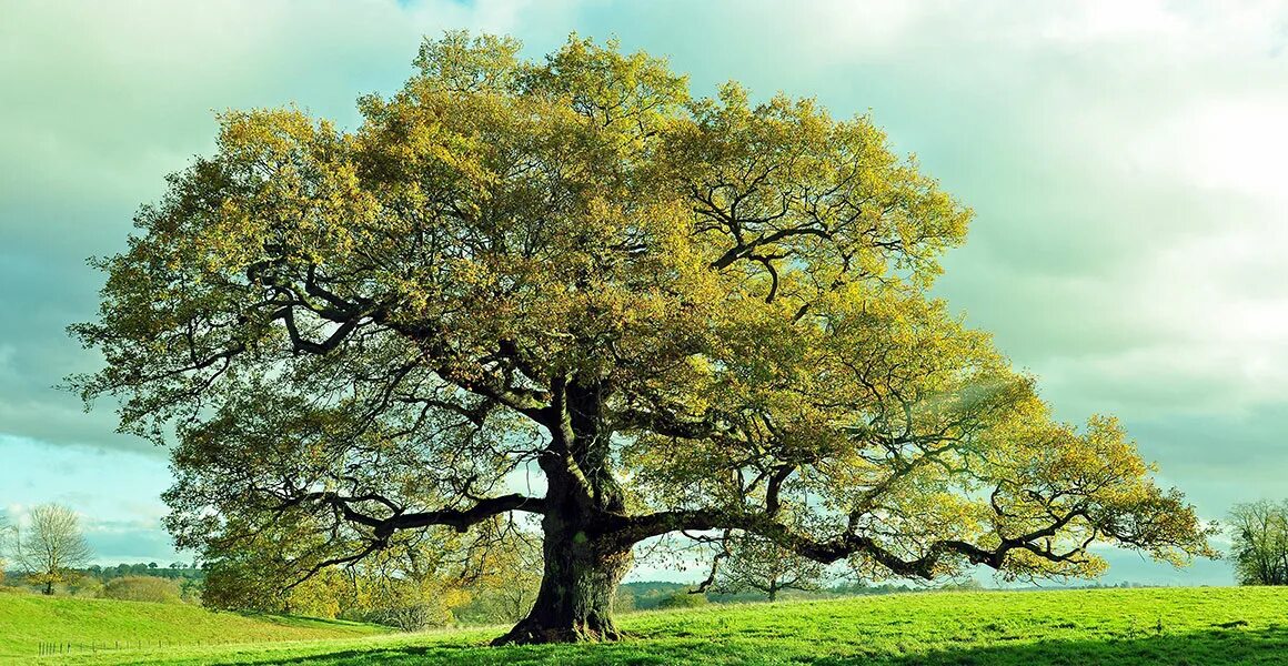 Old oak tree