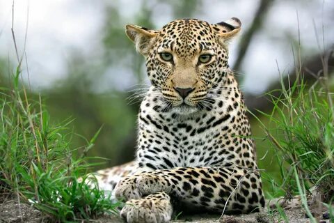 Think of an animal