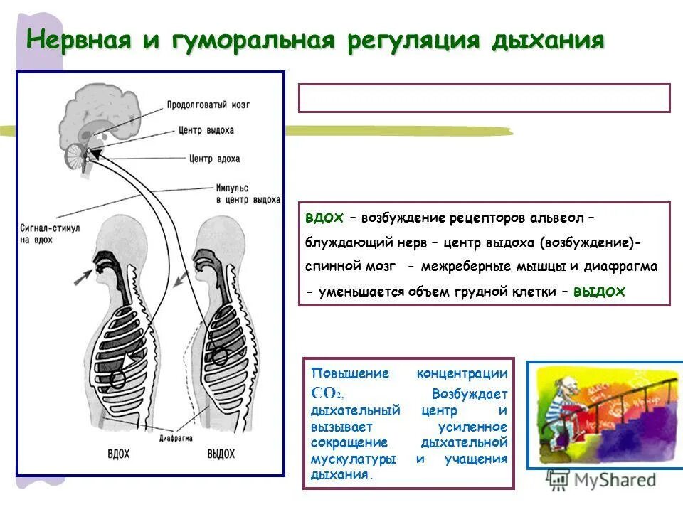 Дыхательная система человека 8 класс регуляция дыхания. Гуморальная регуляция центра дыхания. Гуморальные механизмы дыхания. . Дыхательный центр. Нервно-гуморальная регуляция дыхания.. Роль грудной клетки в процессе дыхания