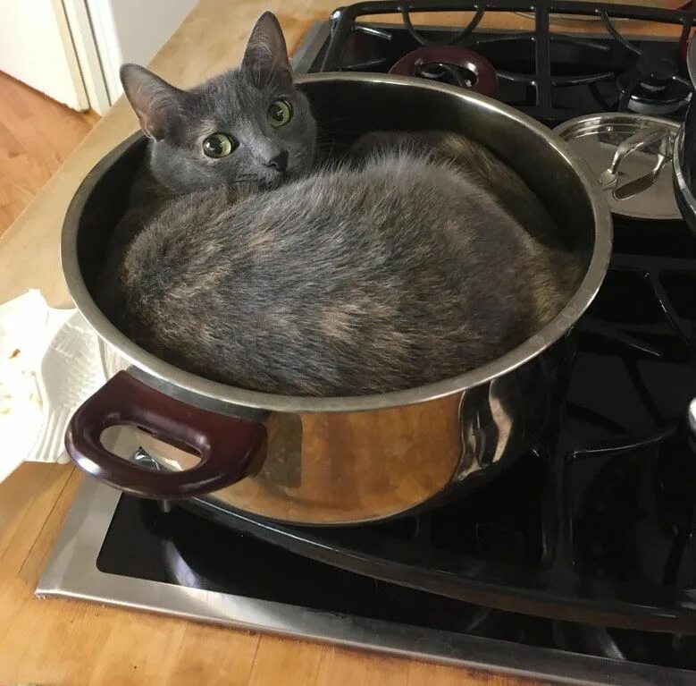 Cat cook. Cat Cooking. Потом потом суп с котом. Кошка r1. Кошка с 4r.