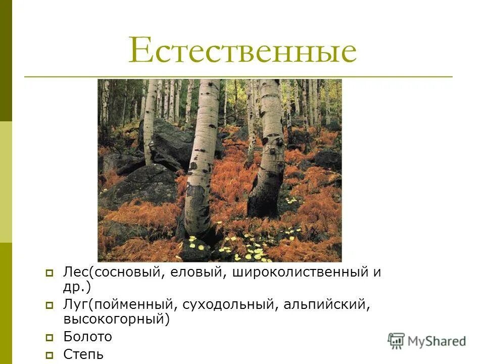 Природное сообщество широколиственных лесов. Природные сообщества смешанные и широколиственные леса. Сосновый лес и Суходольный луг. Природное сообщество лес 5 класс биология