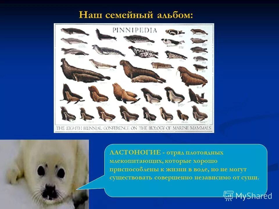 Сумчатый утконос. Эндемики австралии утконос. Птицы экологические группы птиц. Какое животное относится к млекопитающим утка. Какое животное относится к млекопитающим утка.