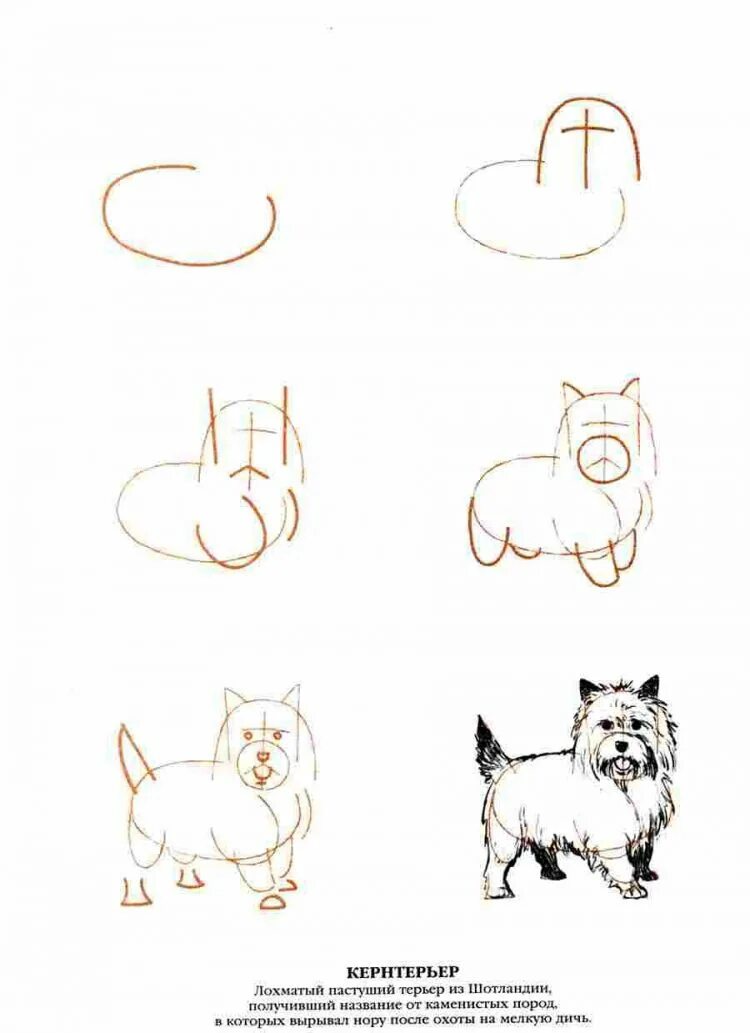 Схема собаки рисунок. Поэтапное рисование собаки. Пошаговое рисование собаки. Схема рисования собаки для дошкольников. Рисунок собаки карандашом для детей.