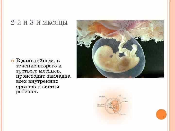 Чем опасен 1 триместр. Первый триместр. Самые опасные недели беременности в 1 триместре. 1 Триместр закладка органов. Первый триместр закладка органов эмбриона.