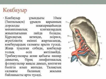 Порно модельдер фотогалереясы