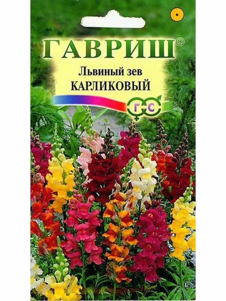 Гавриш львиный зев мини микс. Антирринум карликовый Гавриш. Антирринум деми. Львиный зев низкорослый. Семена львиный зев фото